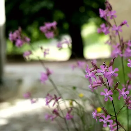 ホステル Di Machaby Arnad